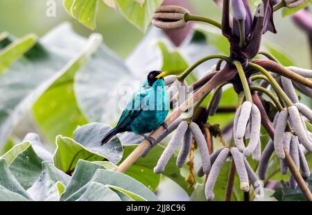 Grüner Honigkriechler im Trompetenbaum, Costa Rica Stockfoto