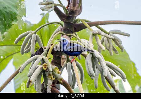 Honigbeiner mit roten Beinen, Costa Rica Stockfoto