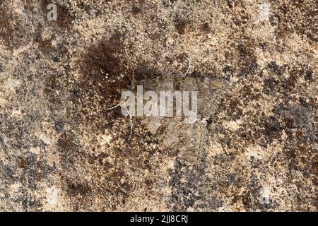 Red Underwing Catocala nupta, Imago Roosting, Weston-Super-Mare, Somerset, UK, Juli Stockfoto