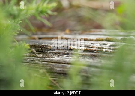 Vivparous Eidechse Zootoca vivipara, erwachsener Mann, der auf einem Holzzaun ruht, New Fancy View, Forest of Dean, Gloucestershire, Großbritannien, Juli Stockfoto