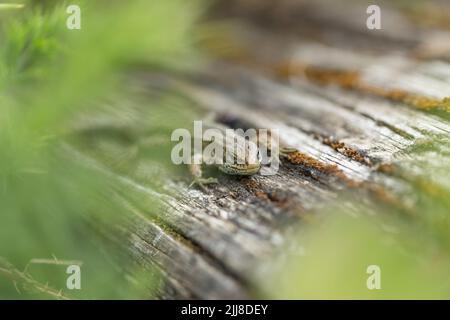 Vivparous Eidechse Zootoca vivipara, erwachsener Mann, der auf einem Holzzaun ruht, New Fancy View, Forest of Dean, Gloucestershire, Großbritannien, Juli Stockfoto