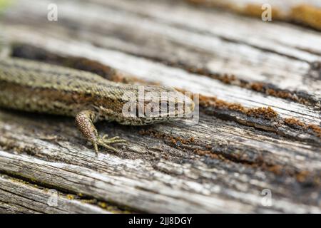 Vivparous Eidechse Zootoca vivipara, erwachsener Mann, der auf einem Holzzaun ruht, New Fancy View, Forest of Dean, Gloucestershire, Großbritannien, Juli Stockfoto