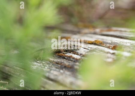 Vivparous Eidechse Zootoca vivipara, erwachsener Mann, der auf einem Holzzaun ruht, New Fancy View, Forest of Dean, Gloucestershire, Großbritannien, Juli Stockfoto