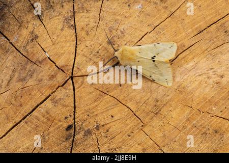 Buff ermine Spilarctia luteum, Imago, ruht auf einem Baumstamm, Middle Winterslow, Wiltshire, Großbritannien, Juli Stockfoto