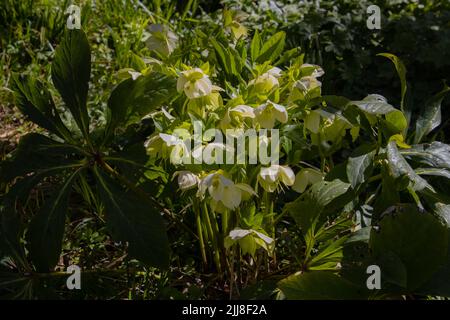 Blumenstrauß aus weißen Blüten des helleborus niger, auch fastenrose oder Nieswurz genannt Stockfoto