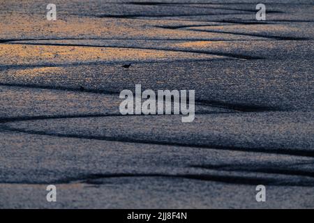 Rotschenkel Tringa totanus, auf der Nahrungssuche im Mündungsschlamm bei Sonnenuntergang, Burnham Overy Staither, Norfolk, Großbritannien, Dezember Stockfoto