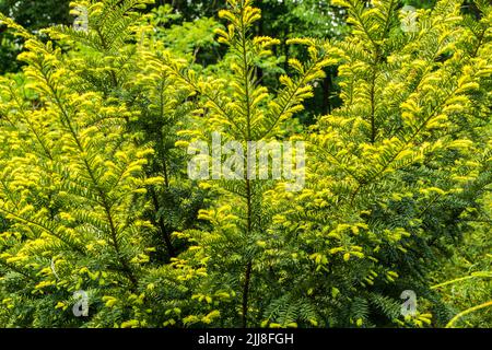 Junge Fichtenzweige sind gelb. Stockfoto