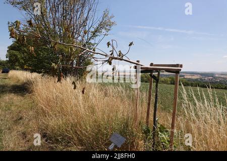 24. Juli 2022, Thüringen, Weimar: Entlang des Buchenwald-Gedächtnisweges bei Schöndorf wurden mehrere Bäume zum Gedenken an die Opfer des Nazi-Konzentrationslagers bei Weimar beschädigt. Wenige Tage nach der Zerstörung von Gedenkbäumen in der Nähe des ehemaligen Konzentrationslagers Buchenwald wurden in der Nähe von Weimar wieder beschädigte Bäume entdeckt, die an die Opfer des Konzentrationslagers erinnern. Die beiden Kastanienbäume befinden sich auf einem Weg in der Nähe von Schöndorf, einem Ortsteil von Weimar in der Nähe des Lagers. Foto: Bodo Schackow/dpa Stockfoto