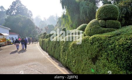 Ooty,Tamilnadu,Indien-April 30 2022: Wunderschöne botanische Gärten der Regierung in Ooty, Tamilnadu, Indien. Landschaftlich schöner Ort für Familien. Stockfoto