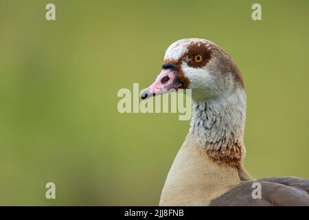 Ägyptische Gans Alopochen aegyptiaca, Erwachsene, London Wetland Centre, London, Großbritannien, November Stockfoto