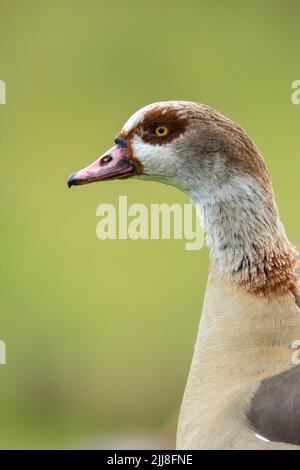 Ägyptische Gans Alopochen aegyptiaca, Erwachsene, London Wetland Centre, London, Großbritannien, November Stockfoto