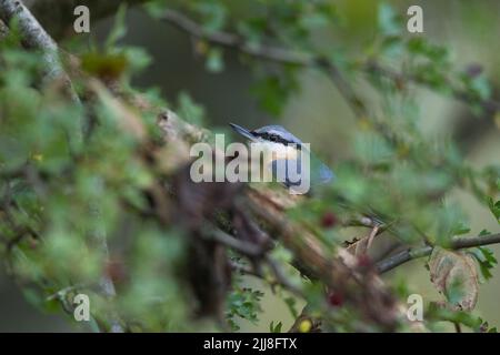 Eurasischer Nacktnatter Sitta europaea, erwachsen, thront im Common Hawthorn Crataegus monogyna, Langford Lakes, Wiltshire, Großbritannien, November Stockfoto