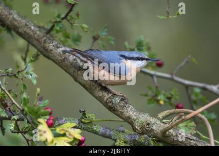 Eurasischer Nacktnatter Sitta europaea, erwachsen, thront im Common Hawthorn Crataegus monogyna, Langford Lakes, Wiltshire, Großbritannien, November Stockfoto