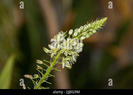 Nahaufnahme einer Blume einer falschen Meereszwiebel, albumca bracteata schwangere Zwiebel Stockfoto