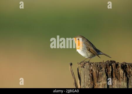 Europäischer Rotkehlchen Erithacus rubecula, auf dem Posten, Buckenham Marshes, Norfolk, Großbritannien, Dezember Stockfoto