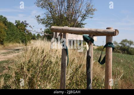 Weimar, Deutschland. 24.. Juli 2022. Mehrere Bäume, die an die Opfer des Nazi-Konzentrationslagers bei Weimar erinnern, wurden entlang des Buchenwald-Gedächtnisweges in der Nähe des Bezirks Schöndorf beschädigt. Wenige Tage nach der Zerstörung von Gedenkbäumen in der Nähe des ehemaligen Konzentrationslagers Buchenwald wurden in der Nähe von Weimar wieder beschädigte Bäume entdeckt, die an die Opfer des Konzentrationslagers erinnern. Die beiden Kastanienbäume befinden sich auf einem Weg in der Nähe von Schöndorf, einem Ortsteil von Weimar in der Nähe des Lagers. Kredit: Bodo Schackow/dpa/Alamy Live Nachrichten Stockfoto
