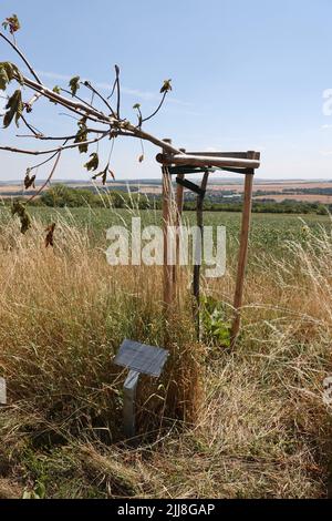 Weimar, Deutschland. 24.. Juli 2022. Mehrere Bäume, die an die Opfer des Nazi-Konzentrationslagers bei Weimar erinnern, wurden entlang des Buchenwald-Gedächtnisweges in der Nähe des Bezirks Schöndorf beschädigt. Wenige Tage nach der Zerstörung von Gedenkbäumen in der Nähe des ehemaligen Konzentrationslagers Buchenwald wurden in der Nähe von Weimar wieder beschädigte Bäume entdeckt, die an die Opfer des Konzentrationslagers erinnern. Die beiden Kastanienbäume befinden sich auf einem Weg in der Nähe von Schöndorf, einem Ortsteil von Weimar in der Nähe des Lagers. Kredit: Bodo Schackow/dpa/Alamy Live Nachrichten Stockfoto