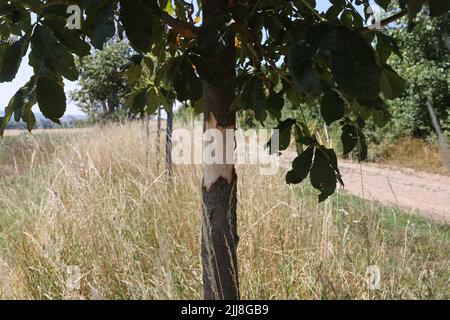Weimar, Deutschland. 24.. Juli 2022. Mehrere Bäume, die an die Opfer des Nazi-Konzentrationslagers bei Weimar erinnern, wurden entlang des Buchenwald-Gedächtnisweges in der Nähe des Bezirks Schöndorf beschädigt. Wenige Tage nach der Zerstörung von Gedenkbäumen in der Nähe des ehemaligen Konzentrationslagers Buchenwald wurden in der Nähe von Weimar wieder beschädigte Bäume entdeckt, die an die Opfer des Konzentrationslagers erinnern. Die beiden Kastanienbäume befinden sich auf einem Weg in der Nähe von Schöndorf, einem Ortsteil von Weimar in der Nähe des Lagers. Kredit: Bodo Schackow/dpa/Alamy Live Nachrichten Stockfoto