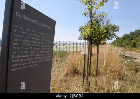 Weimar, Deutschland. 24.. Juli 2022. Mehrere Bäume, die an die Opfer des Nazi-Konzentrationslagers bei Weimar erinnern, wurden entlang des Buchenwald-Gedächtnisweges in der Nähe des Bezirks Schöndorf beschädigt. Wenige Tage nach der Zerstörung von Gedenkbäumen in der Nähe des ehemaligen Konzentrationslagers Buchenwald wurden in der Nähe von Weimar wieder beschädigte Bäume entdeckt, die an die Opfer des Konzentrationslagers erinnern. Die beiden Kastanienbäume befinden sich auf einem Weg in der Nähe von Schöndorf, einem Ortsteil von Weimar in der Nähe des Lagers. Kredit: Bodo Schackow/dpa/Alamy Live Nachrichten Stockfoto