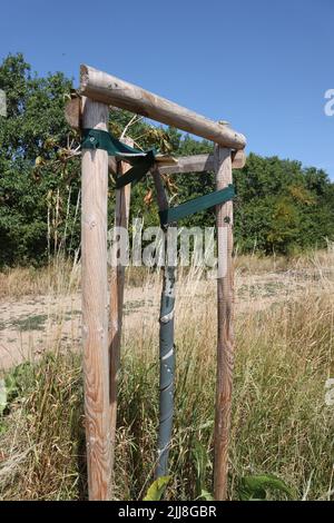 Weimar, Deutschland. 24.. Juli 2022. Mehrere Bäume, die an die Opfer des Nazi-Konzentrationslagers bei Weimar erinnern, wurden entlang des Buchenwald-Gedächtnisweges in der Nähe des Bezirks Schöndorf beschädigt. Wenige Tage nach der Zerstörung von Gedenkbäumen in der Nähe des ehemaligen Konzentrationslagers Buchenwald wurden in der Nähe von Weimar wieder beschädigte Bäume entdeckt, die an die Opfer des Konzentrationslagers erinnern. Die beiden Kastanienbäume befinden sich auf einem Weg in der Nähe von Schöndorf, einem Ortsteil von Weimar in der Nähe des Lagers. Kredit: Bodo Schackow/dpa/Alamy Live Nachrichten Stockfoto