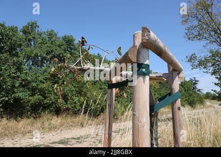 Weimar, Deutschland. 24.. Juli 2022. Mehrere Bäume, die an die Opfer des Nazi-Konzentrationslagers bei Weimar erinnern, wurden entlang des Buchenwald-Gedächtnisweges in der Nähe des Bezirks Schöndorf beschädigt. Wenige Tage nach der Zerstörung von Gedenkbäumen in der Nähe des ehemaligen Konzentrationslagers Buchenwald wurden in der Nähe von Weimar wieder beschädigte Bäume entdeckt, die an die Opfer des Konzentrationslagers erinnern. Die beiden Kastanienbäume befinden sich auf einem Weg in der Nähe von Schöndorf, einem Ortsteil von Weimar in der Nähe des Lagers. Kredit: Bodo Schackow/dpa/Alamy Live Nachrichten Stockfoto