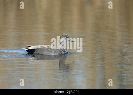 Gadwall Mareca strepera, erwachsener Rüde, schwimmend auf See, Westhay, Somerset Levels, Großbritannien, März Stockfoto