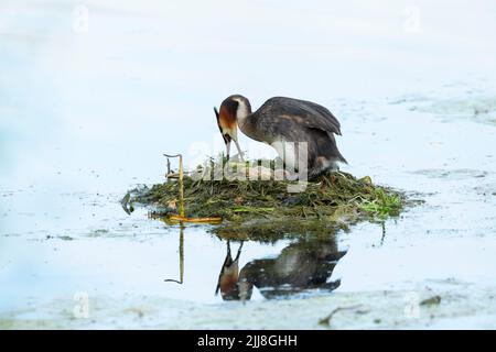 Haubentaucher Podiceps cristatus, erwachsen, Eier auf schwimmenden Nest brüten, Langford Lakes, Wiltshire, Großbritannien, Juli Stockfoto