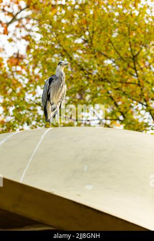 Grauer Reiher Ardea cinerea, auf dem Dach vor dem Café, Hyde Park, London, Großbritannien, November Stockfoto