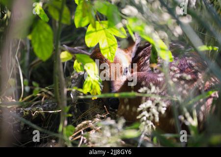 Niedliches kleines Kindergebäcklein, versteckt von seiner Mutter in einem Holzdickicht mit Sonnenstrahlen, rollt sich, um eine Erkennung zu vermeiden. Selektiver Fokus mit unscharfem Hintergrund. Stockfoto