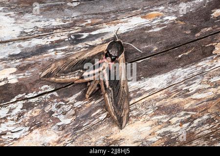 Priwet tabakschwärmer Spinx ligustri, Imago, ruht auf strukturierte Holz, Mitte Winterslow, Wiltshire, Großbritannien, Juli Stockfoto