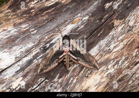 Priwet tabakschwärmer Spinx ligustri, Imago, ruht auf strukturierte Holz, Mitte Winterslow, Wiltshire, Großbritannien, Juli Stockfoto