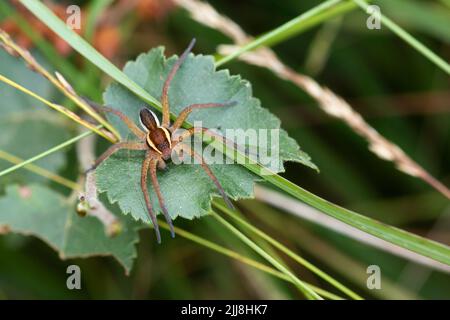 Floßspinne Doloedes fimbriatus, ruht auf Blättern und Gräsern, Arne RSPB Reserve, Dorset, UK, September Stockfoto