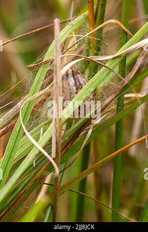 Wespenspinne Argiope bruennichi, Eiersack unter Gräsern, Arne RSPB Reserve, Dorset, Großbritannien, September Stockfoto