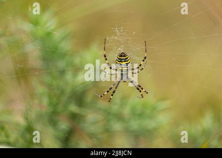 Wespenspinne Argiope bruennichi, Erwachsene, im Netz, Arne RSPB Reserve, Dorset, Großbritannien, September Stockfoto