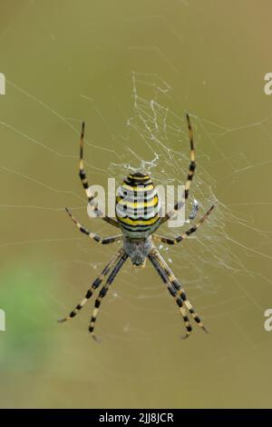 Wespenspinne Argiope bruennichi, Erwachsene, im Netz, Arne RSPB Reserve, Dorset, Großbritannien, September Stockfoto