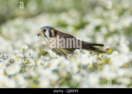 Amerikanische Turmfalke Falco sparverius (Captive), erwachsene Frau, Fütterung unter Wildblumen, Hawk Conservancy Trust, Andover, Hampshire, UK, April Stockfoto