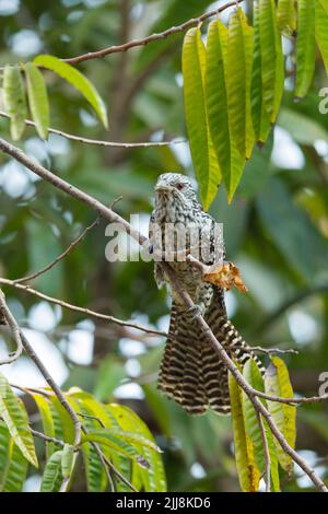 Asiatischer Koel Eudynamys scolopacea, adultes Weibchen, das sich von Früchten ernährt, Padeli, Indien, Januar Stockfoto