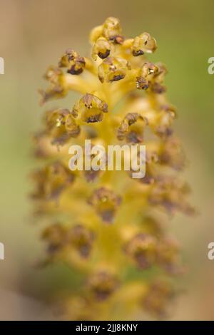 Vogelnest-Orchidee Neottia nidus-avis, Nahaufnahme von Stacheln, Warburg Nature Reserve, Oxfordshire, Großbritannien, Juli Stockfoto