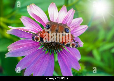 Schöner Schmetterling auf der Blume. Pfauenaugen-Schmetterling und violierte Blume. Farbenfrohe Sommerszene im Garten. Selektiver Fokus auf Schmetterling Stockfoto