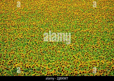Kleine Sonnenblumen Hintergrund. Blühende Sonnenblumenfeld-Textur. Stockfoto