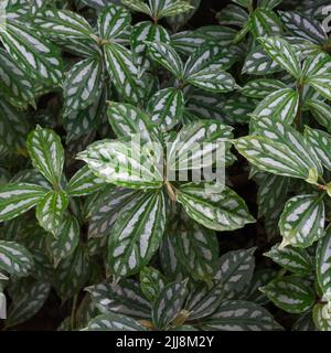 Aluminiumpflanze oder Wassermelone pilea Laub, tropische schnell wachsende Zimmerpflanze im Garten, natürlicher abstrakter Hintergrund Stockfoto