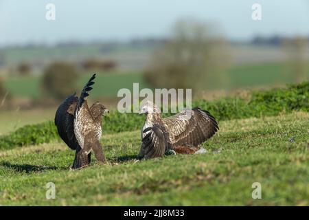 Mäusebussard Buteo buteo, Paar sparring über Gemeinsame Fasan Phasianus colchicus töten, Berwick Bassett, Wiltshire, UK, November Stockfoto