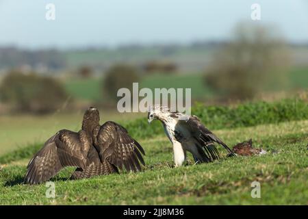 Mäusebussard Buteo buteo, Paar sparring über Gemeinsame Fasan Phasianus colchicus töten, Berwick Bassett, Wiltshire, UK, November Stockfoto