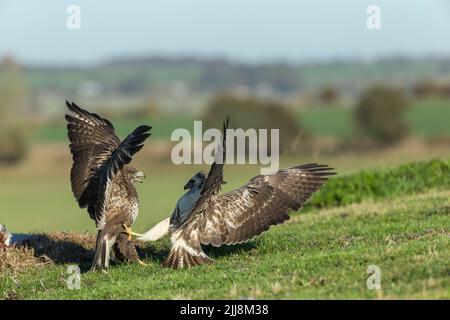 Mäusebussard Buteo buteo, Paar sparring über Gemeinsame Fasan Phasianus colchicus töten, Berwick Bassett, Wiltshire, UK, November Stockfoto