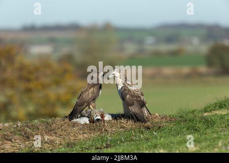 Mäusebussard Buteo buteo, Paar sparring über Gemeinsame Fasan Phasianus colchicus töten, Berwick Bassett, Wiltshire, UK, November Stockfoto