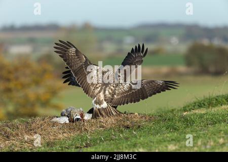 Mäusebussard Buteo buteo, Paar sparring über Gemeinsame Fasan Phasianus colchicus töten, Berwick Bassett, Wiltshire, UK, November Stockfoto