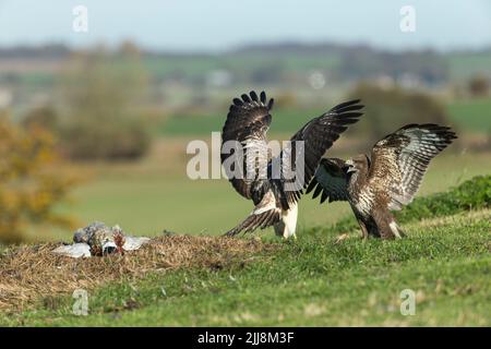 Mäusebussard Buteo buteo, Paar sparring über Gemeinsame Fasan Phasianus colchicus töten, Berwick Bassett, Wiltshire, UK, November Stockfoto