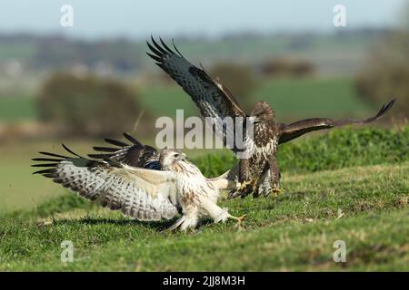 Mäusebussard Buteo buteo, Paar sparring über Gemeinsame Fasan Phasianus colchicus töten, Berwick Bassett, Wiltshire, UK, November Stockfoto