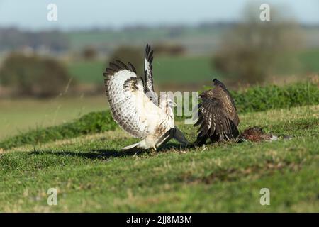 Mäusebussard Buteo buteo, Paar sparring über Gemeinsame Fasan Phasianus colchicus töten, Berwick Bassett, Wiltshire, UK, November Stockfoto