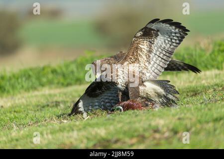 Mäusebussard Buteo buteo, helmdecke Gemeinsame Fasan Phasianus colchicus töten, Berwick Bassett, Wiltshire, UK, November Stockfoto